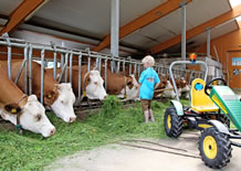 Kühe am Bauernhof in Ramsau