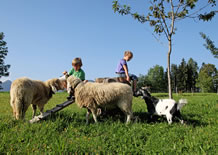 Schafe und Ziegen füttern am Bauernhof in Ramsau